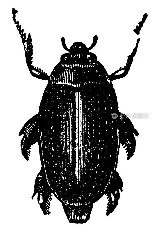普通旋转甲虫昆虫(Gyrinus Natator) - 19世纪